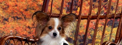 Sitting Pretty Chihuahua Timeline Covers Facebook Covers